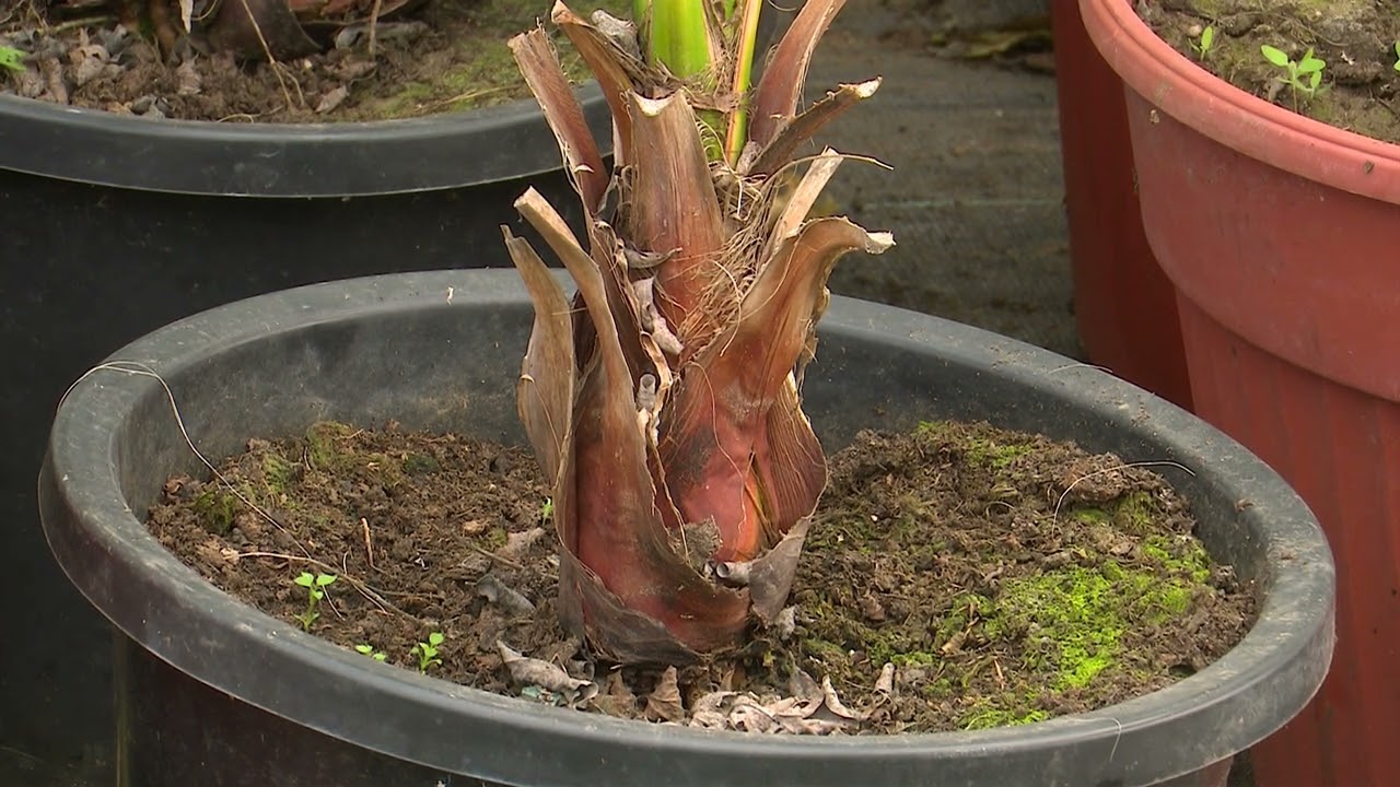 În grădina Danei: Solarii cu legume, muşcate, cultivarea palmierilor şi cum să taiem viţa de vie