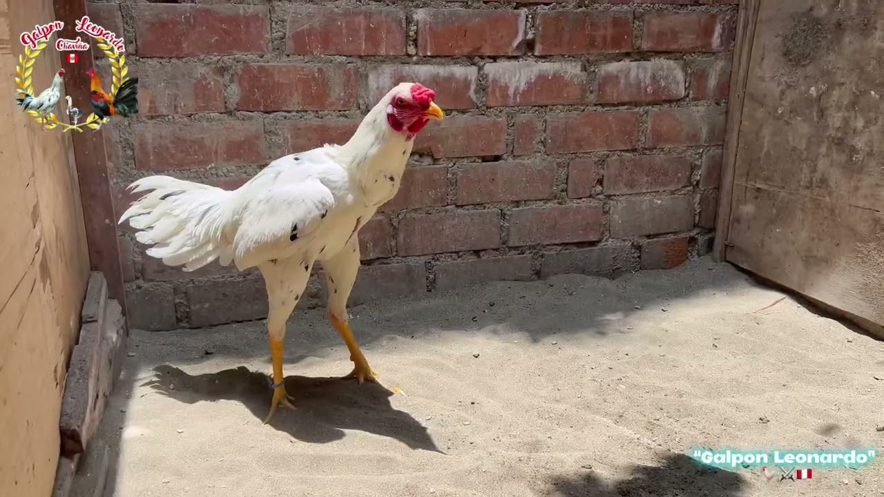 GALLOS NAVAJEROS - DISPONIBLES / GALPÓN LEONARDO 🐓🇵🇪