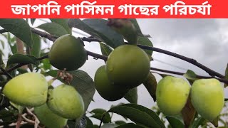 জাপানি পার্সিমন গাছের পরিচর্যা যেভাবে নিবেন ।। How to Plant Japanese Persimmon
