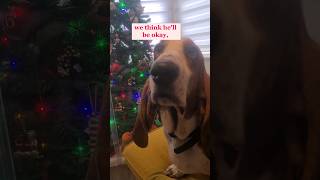 Hilarious joke from Basset comedian!   #bassethound #dog #shorts