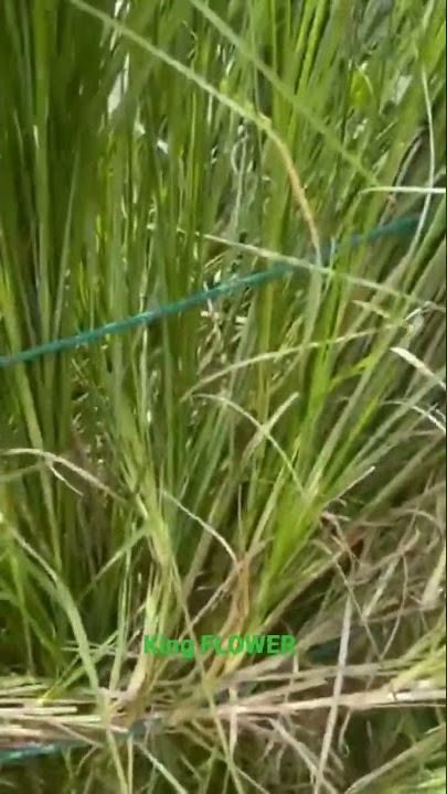 VETIVER WILL SAVE YOU $$$$$$$$$$$$$$$$$$$$$$$$