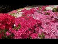Kurume Kirishima Azalea in Nanrakuen Garden is almost in full bloom! ~ Uwajima City, Ehime Prefecture ~
