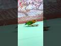Bird Training:smart lovebird parrot l smart little cute parrot #training#smartparrot#cute