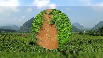 Cây củ mài (Hoài sơn) - Nguồn: Nông sản Lương Việt