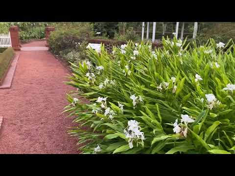 Vidéo: Butterfly Ginger Lily Care - Cultiver des lys Hedychium Ginger