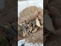 Video Image