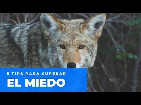 Cómo se Gestiona el Miedo 😬