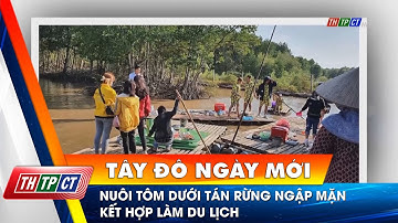 Nuôi tôm dưới tán rừng ngập mặn kết hợp làm du lịch | Cần Thơ TV