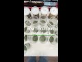 How to culture fruit flies