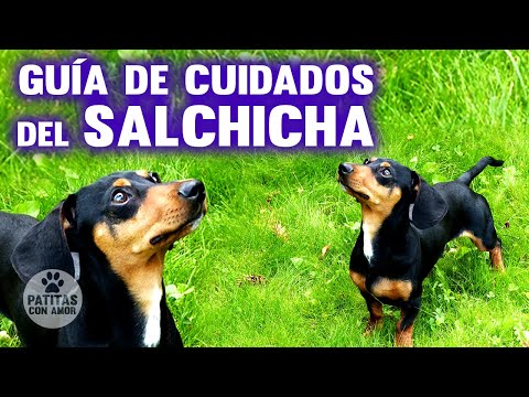Video: Todo Sobre Los Perros Salchicha: Cómo Caminar, Alimentar, Mantener