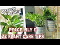 PEACE LILY & ZZ PLANT CARE TIPS | ROMA SO