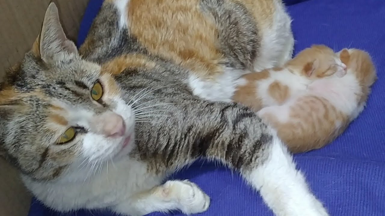 Adorable Kittens Sleeping Immediately After Drinking Milk YouTube Adorable Kittens Sleeping Immediately After Drinking Milk YouTube