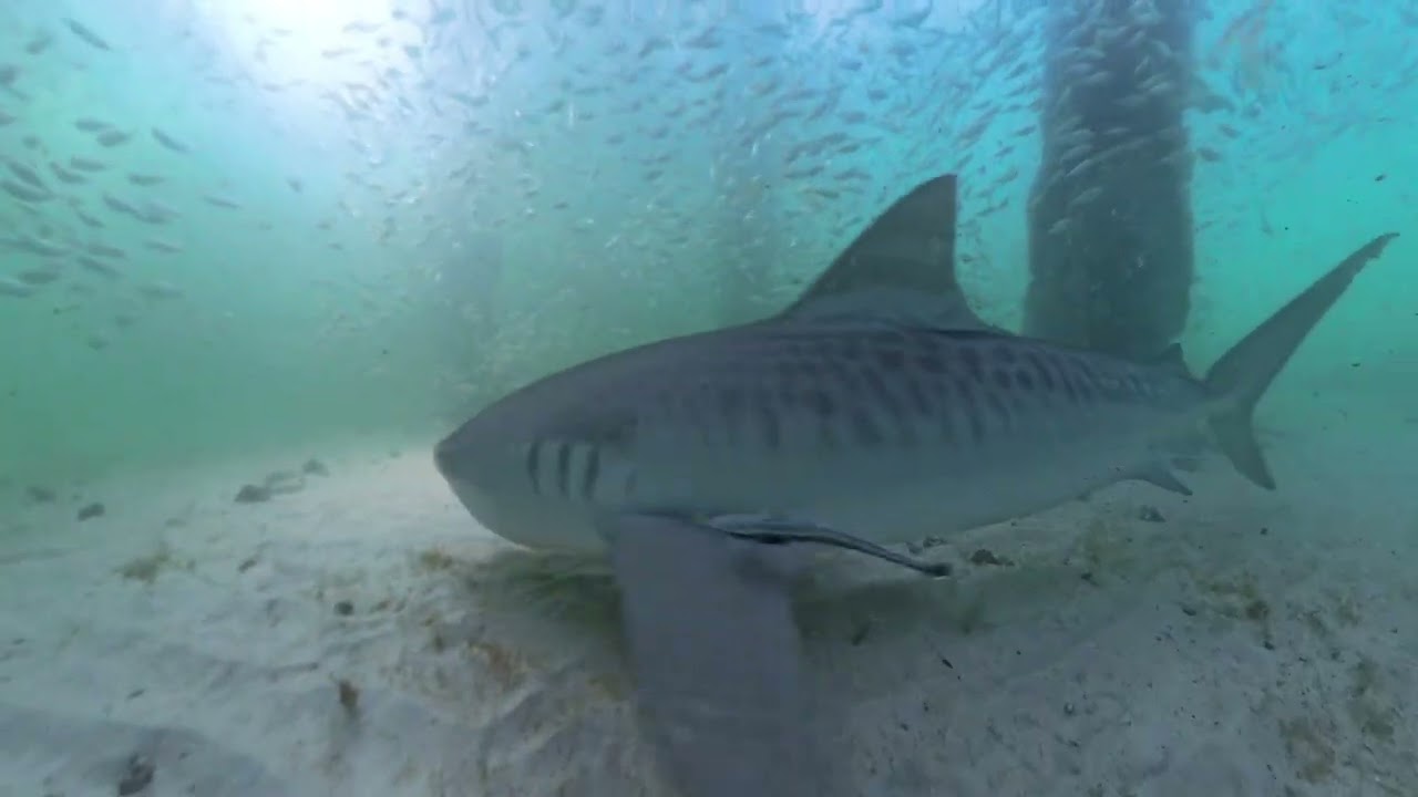 Tiger Sharks and Nurse Sharks under the Okaloosa Island Pier