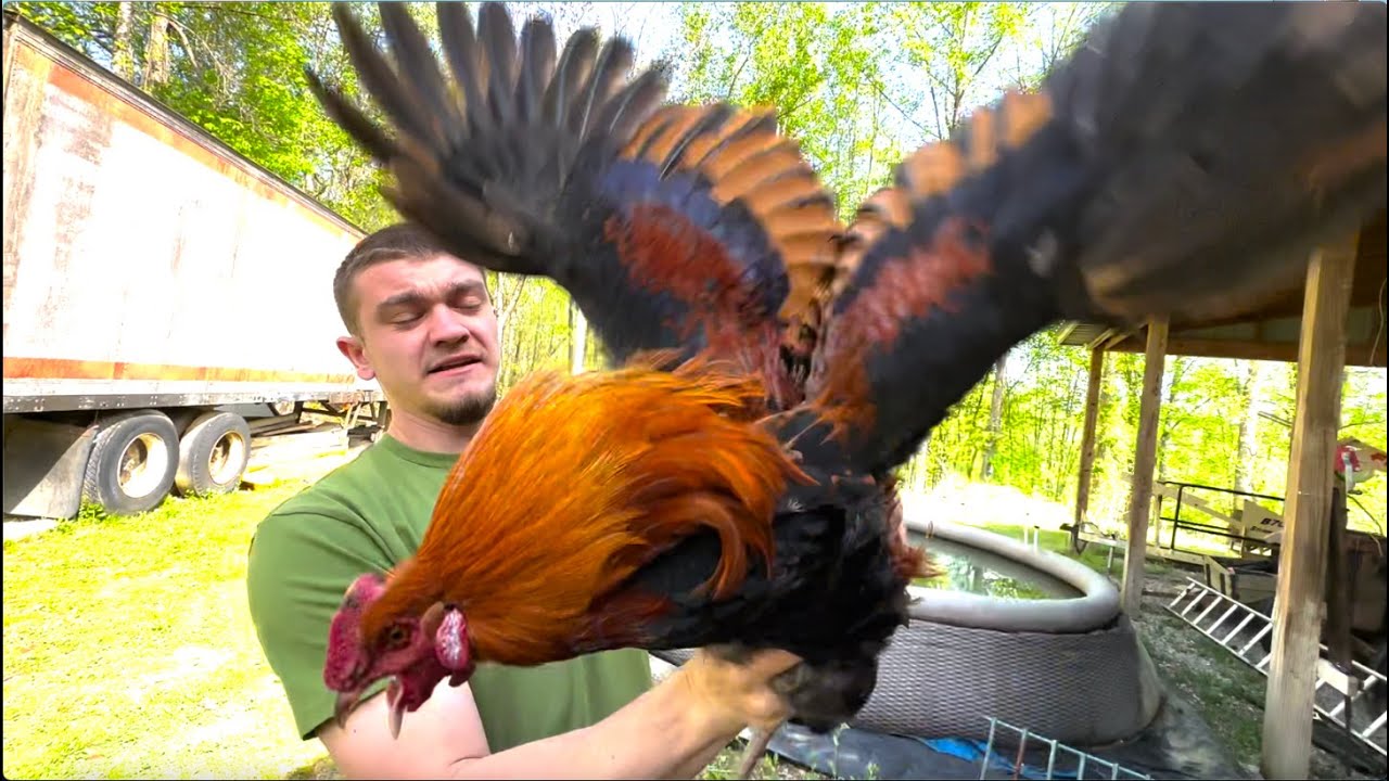 how not to catch a chicken