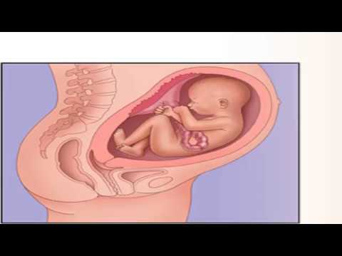 الحمل في الشهر الثامن حركة الجنين فى الشهر الثامن Youtube