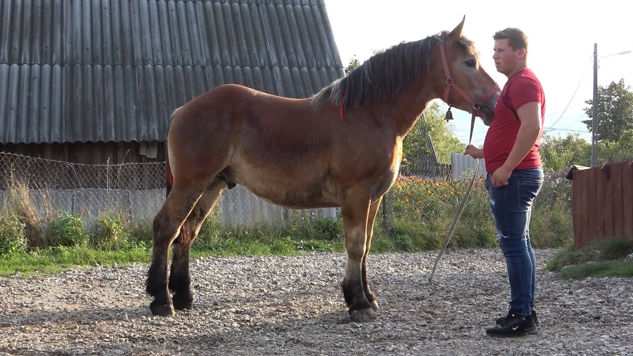 Calatorie prin Romania cu Pancica, Catalin, Rolly si Adrian - 2020