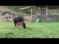 Colt's first steps outside the barn with his Mom.