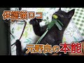 【仔猫】新しい猫じゃらしが魅力的過ぎて興奮しっぱなしでした…【黒猫・保護猫】