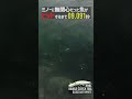 22秒後にルアーを喰らう魚 "22 seconds to catch the trout"【エリアミノーイング】#shorts
