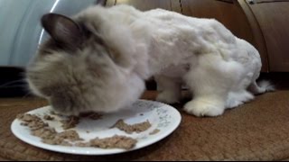 Freshly Shaved Blue Point Ragdoll Cat Eating Wet Food in Reverse – Yuck