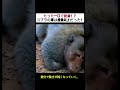 たった一口で絶命!? コブラの毒は想像以上だった! #自然の掟 #コブラの毒 #動物の闘い #衝撃映像 #命の危機