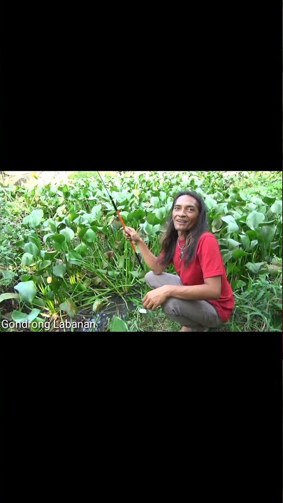 mentahan jangkrik jaran asem tenan #short #mlbb #eudora