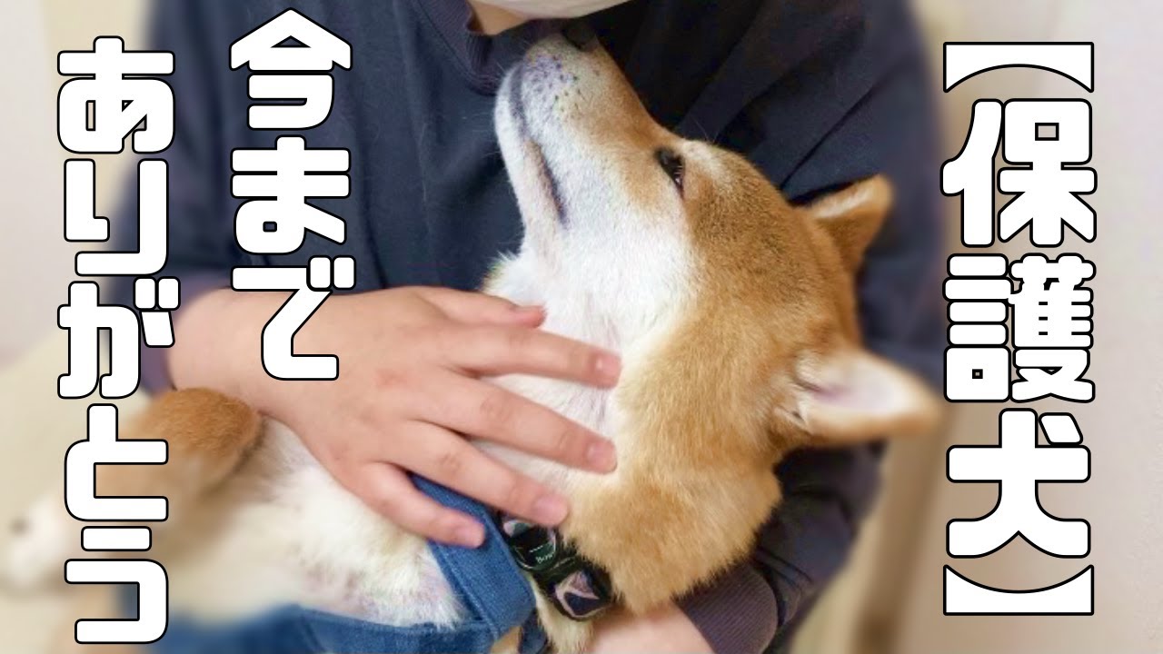 保護犬 お別れの時はやっぱり寂しいけど幸せになってね Vol 216 Youtube