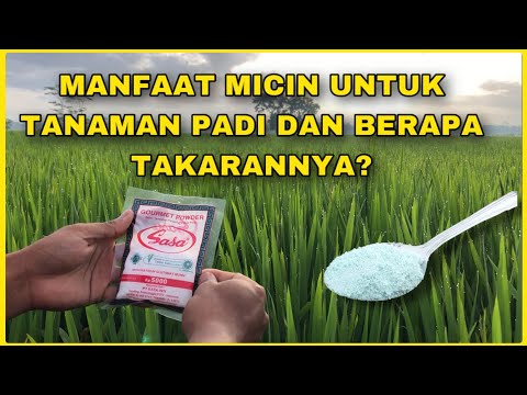 Video: Menyemai padi - penerangan, jenis, penanaman, sifat farmakologi dan penggunaan