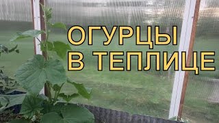 Выращивание ОГУРЦОВ в ТЕПЛИЦЕ. ПОЛИВ, ПОДКОРМКИ, УСЛОВИЯ роста(Тонкости выращивания огурцов в теплице с томатами, правила ухода, температурный режим, подкормки и полив...., 2015-06-26T10:05:26.000Z)