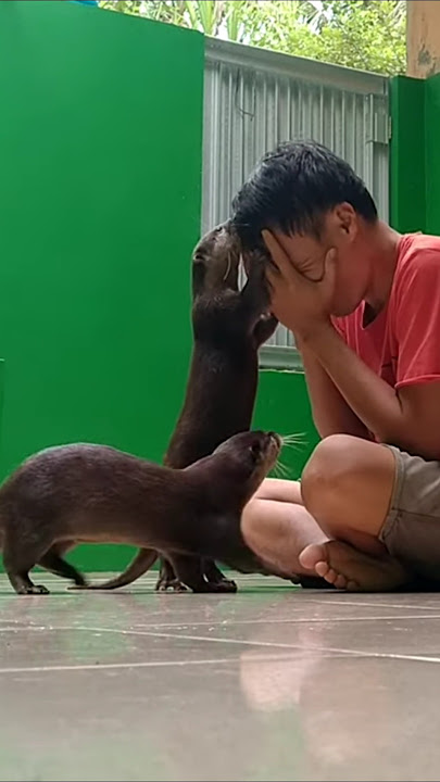 Siboni kepo banget #betinurgustiani #siboni #animals #americanfunnyvideos