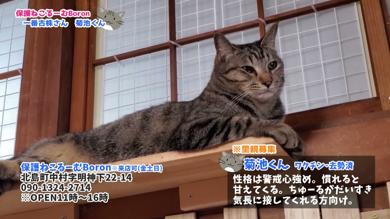 Introducing the Boron cats at the rescue cat room #1: Kikuchi
