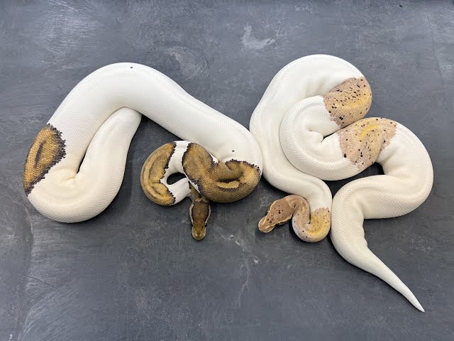 Pied Ball Python