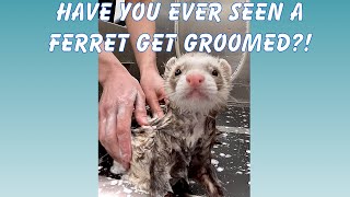 Silly Ferret Enjoys Getting Groomed Like A Dog!
