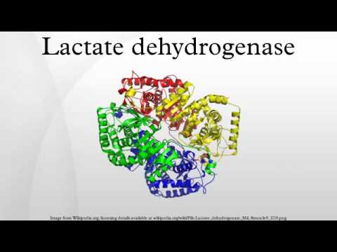 Lactate dehydrogenase - YouTube