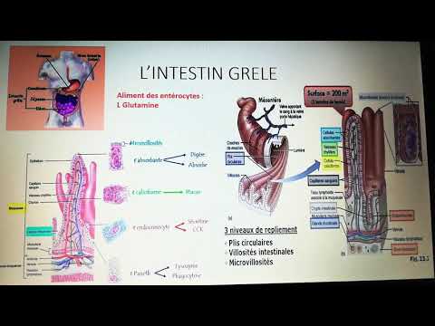 Vidéo: Table Haute De La Vitamine D