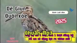 Tiếng chim dẽ giun đuôi xòe gọi bầy nghe là đến