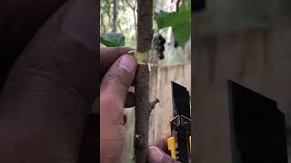 Grafting Branches Tree With Watermelon