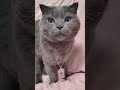 foryou cat catlover petlover catsoftiktok catsoftiktok... #Shorts #catonline520