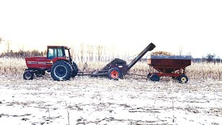 Picking ear corn with the IH and New Idea to feed cattle for the next year