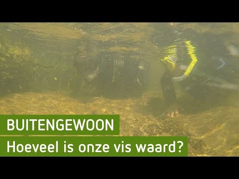 Hoeveel is onze vis waard? | BuitenGewoon 28 september 2019