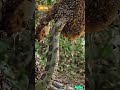 Sweet Meals in the Wild: Snakes vs Bee Colonies!🐍🐝– News54