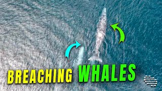 Spectacular Sight of Breaching Grey Whales