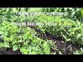Another garden update.