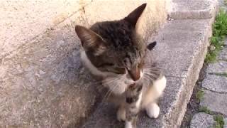 Weak Street Cat. Patilerini Yalayan Sevimli Zayıf Sokak Kedi̇si̇.
