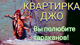 КВАРТИРКА ДЖО / Смешная комедия