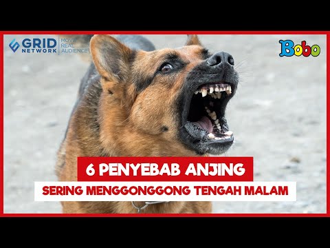 Video: Mengapa Anjing Tidak Menggonggong?
