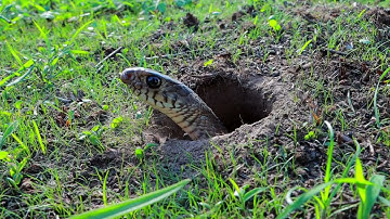 Easy Snake Trap - Creative Method DIY Snake Trap Using Cutter That Work 100%