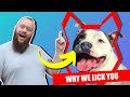 Why STAFFORDSHIRE BULL TERRIER LICK You