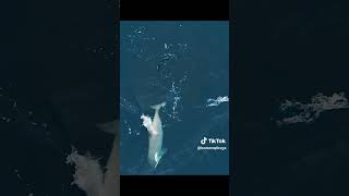 ORCA 🐳
