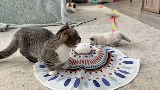 4 week old Munchkin kitten(s) & munchkin cats with their favorite toy